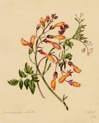 E.B.R., Chilean Glory (Eccremocarpus scaber) Flower – 1832 watercolour painting