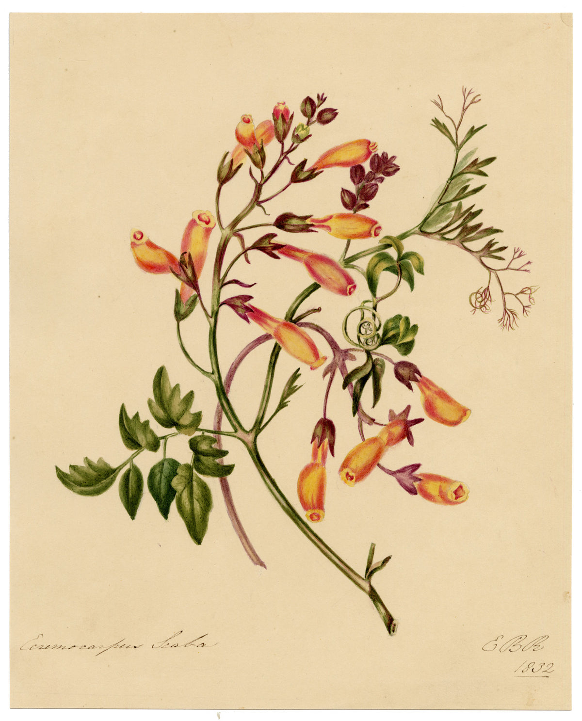 E.B.R., Chilean Glory (Eccremocarpus scaber) Flower – 1832 watercolour painting