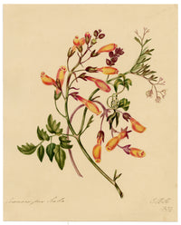 E.B.R., Chilean Glory (Eccremocarpus scaber) Flower – 1832 watercolour painting