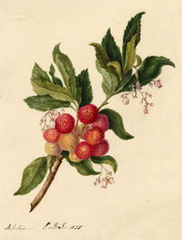 E.B.R., Strawberry Tree (Arbutus unedo) Branch with Fruit – 1835 watercolour painting