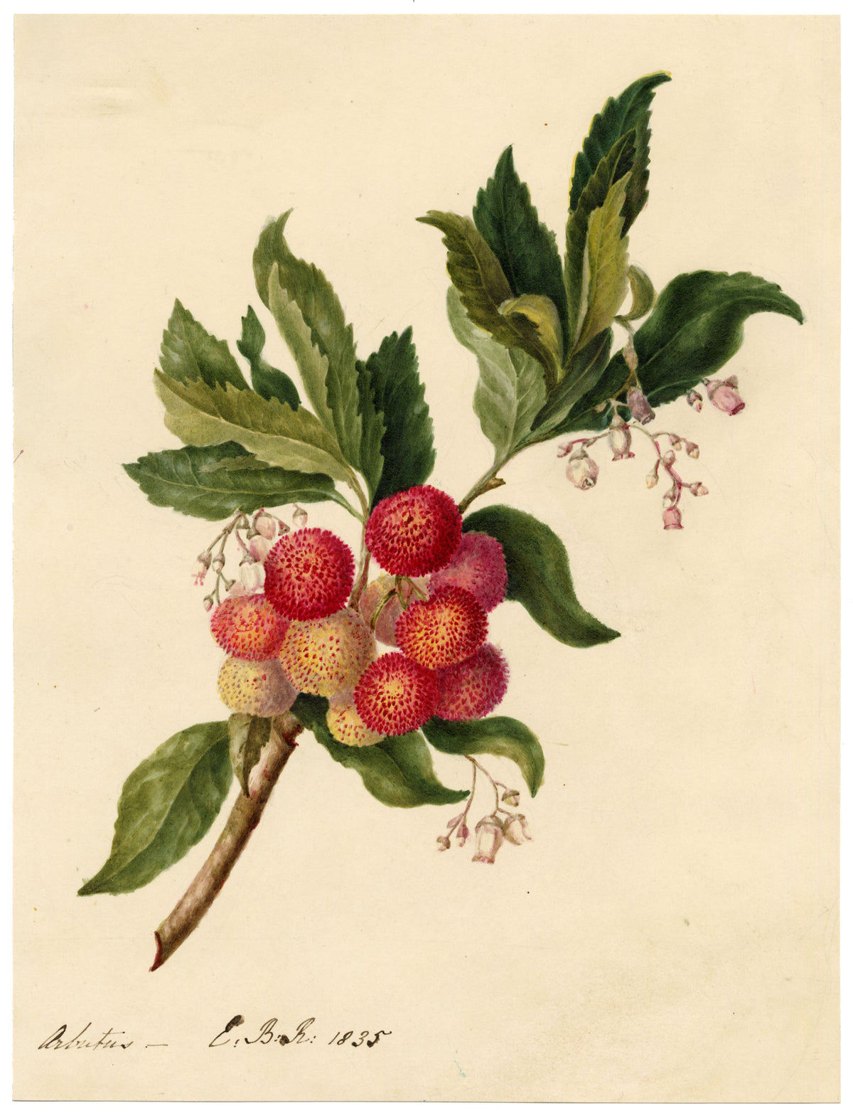 E.B.R., Strawberry Tree (Arbutus unedo) Branch with Fruit – 1835 watercolour painting