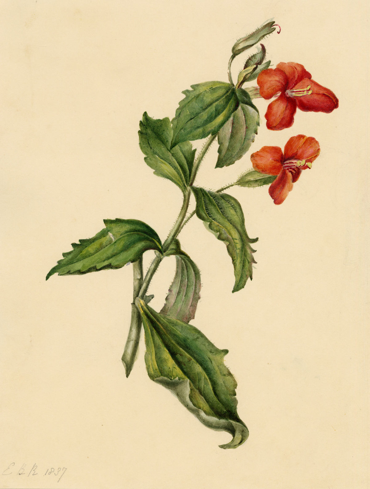 E.B.R., Scarlet Monkey (Erythranthe cardinalis) Flower – 1837 watercolour painting