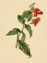 E.B.R., Scarlet Monkey (Erythranthe cardinalis) Flower – 1837 watercolour painting