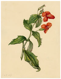 E.B.R., Scarlet Monkey (Erythranthe cardinalis) Flower – 1837 watercolour painting