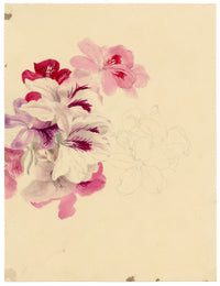 E.B.R., Scarlet Monkey (Erythranthe cardinalis) Flower – 1837 watercolour painting