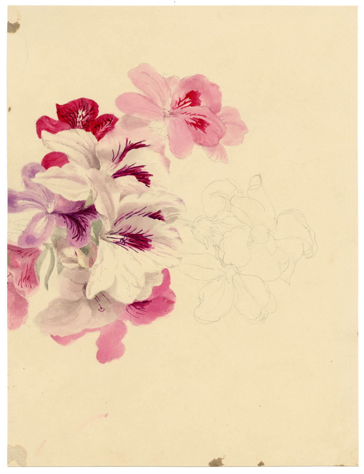 E.B.R., Scarlet Monkey (Erythranthe cardinalis) Flower – 1837 watercolour painting
