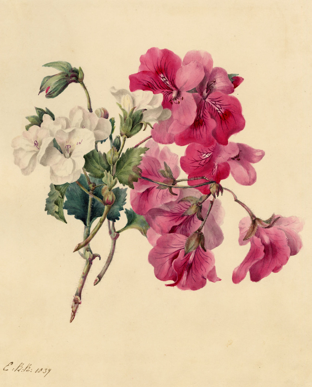 E.B.R., Pink & White Geranium Flowers – 1839 watercolour painting