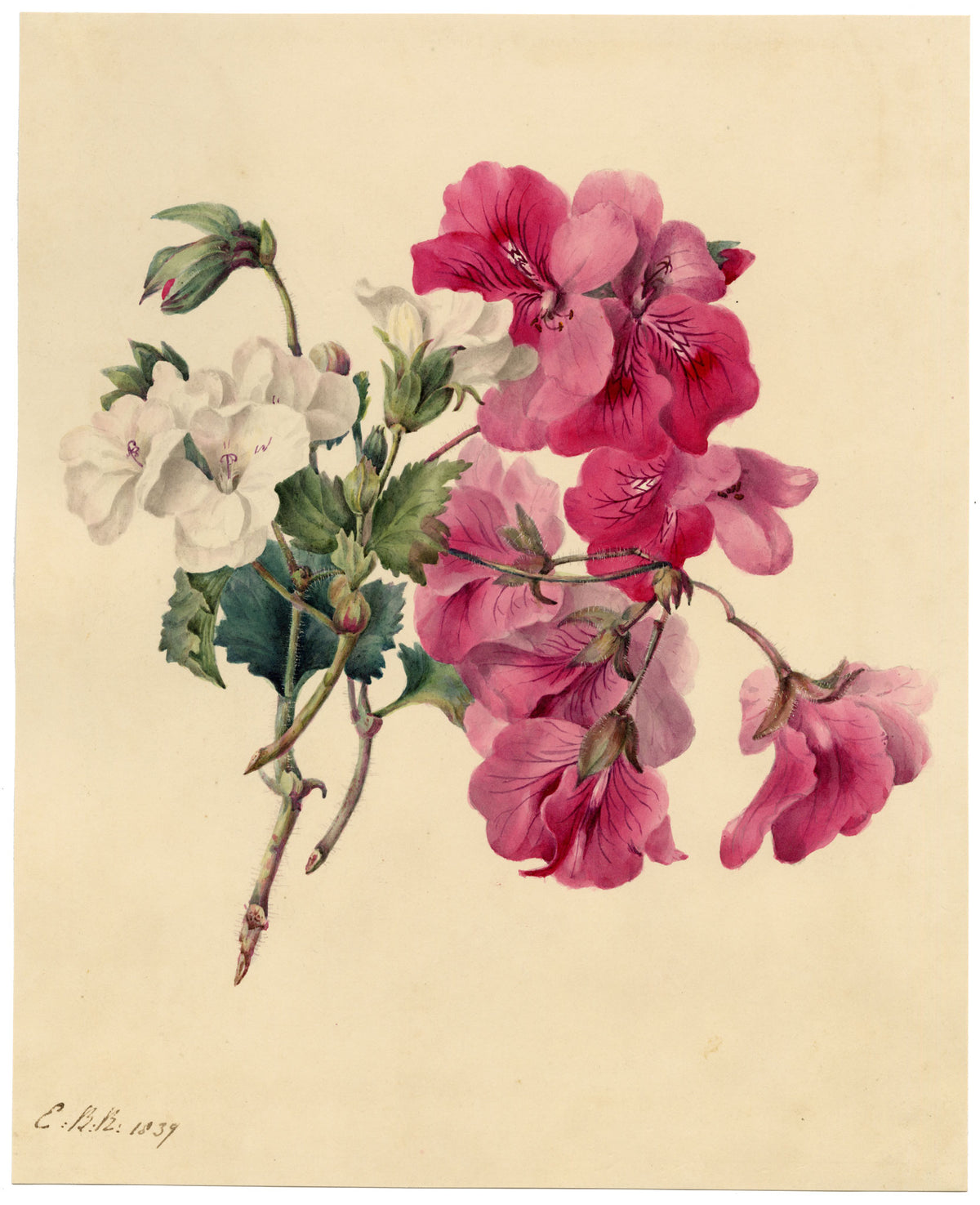 E.B.R., Pink & White Geranium Flowers – 1839 watercolour painting