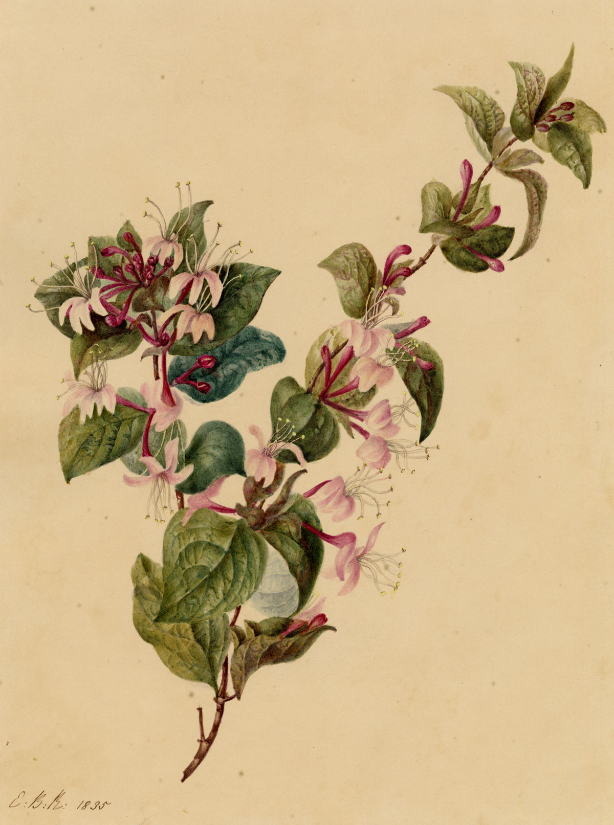 E.B.R., Honeysuckle (Lonicera) Flower – 1835 watercolour painting