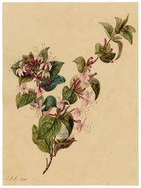 E.B.R., Honeysuckle (Lonicera) Flower – 1835 watercolour painting