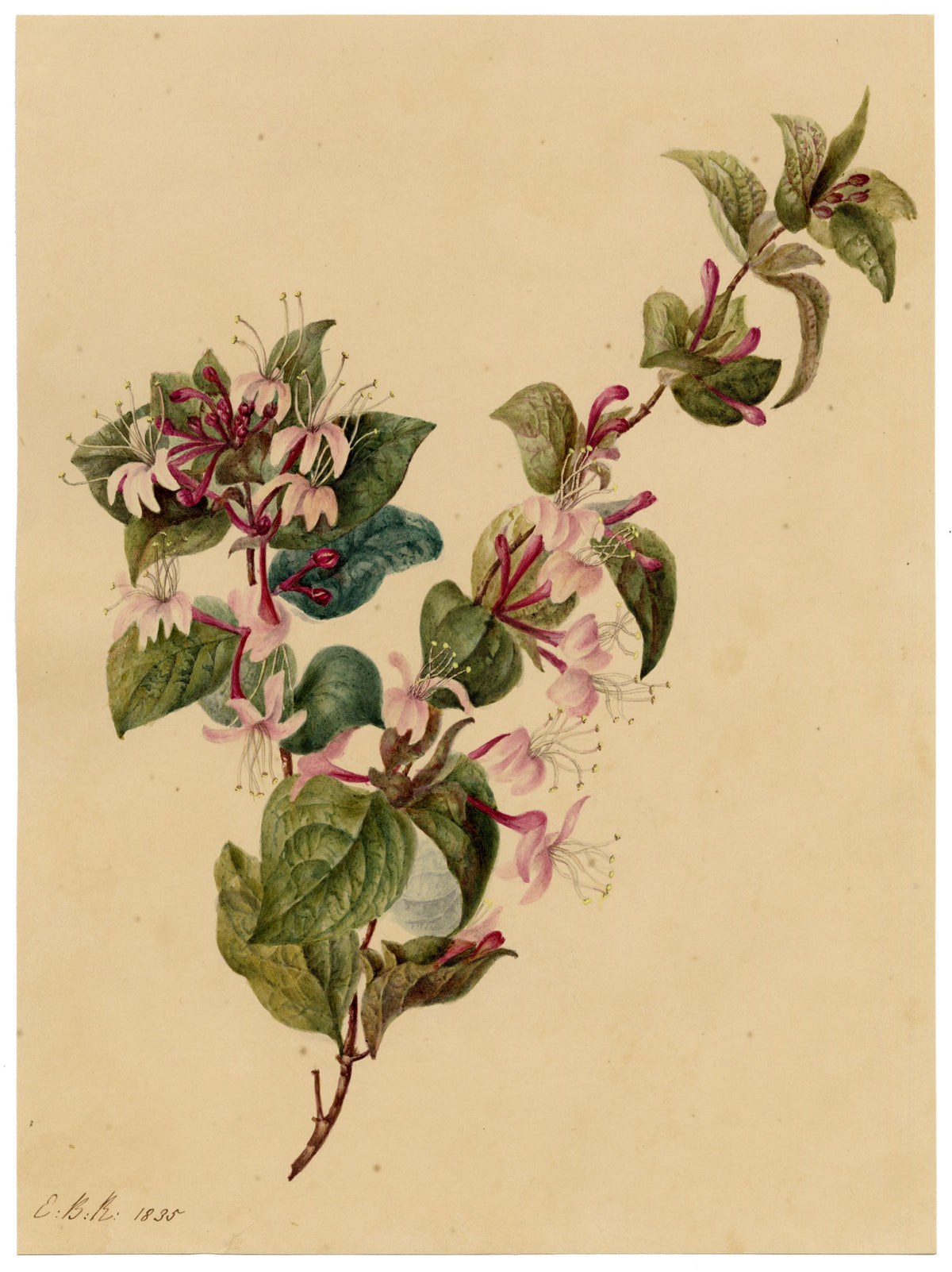 E.B.R., Honeysuckle (Lonicera) Flower – 1835 watercolour painting