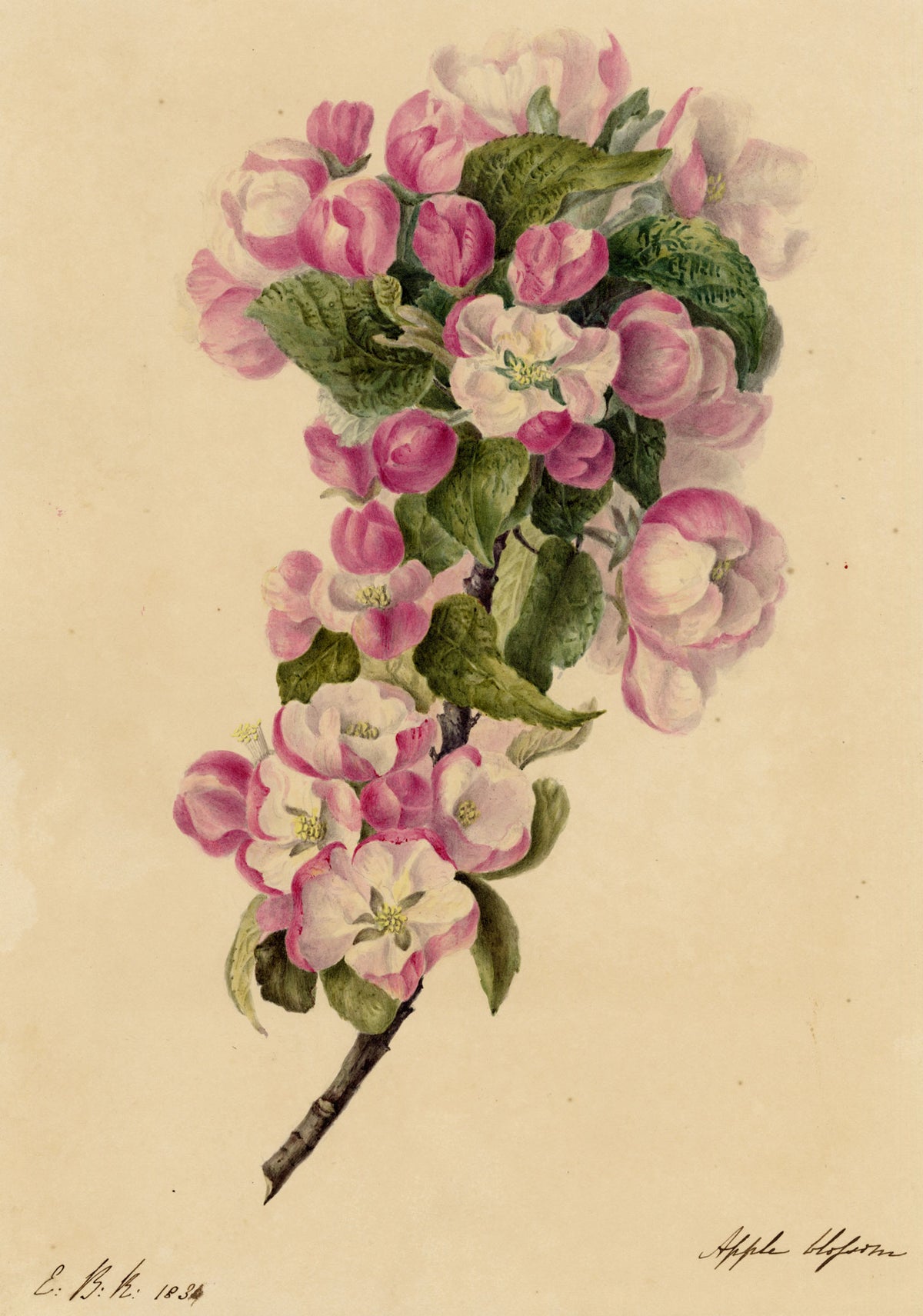 E.B.R., Apple Blossom Branch – 1834 watercolour painting