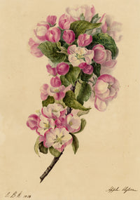 E.B.R., Apple Blossom Branch – 1834 watercolour painting