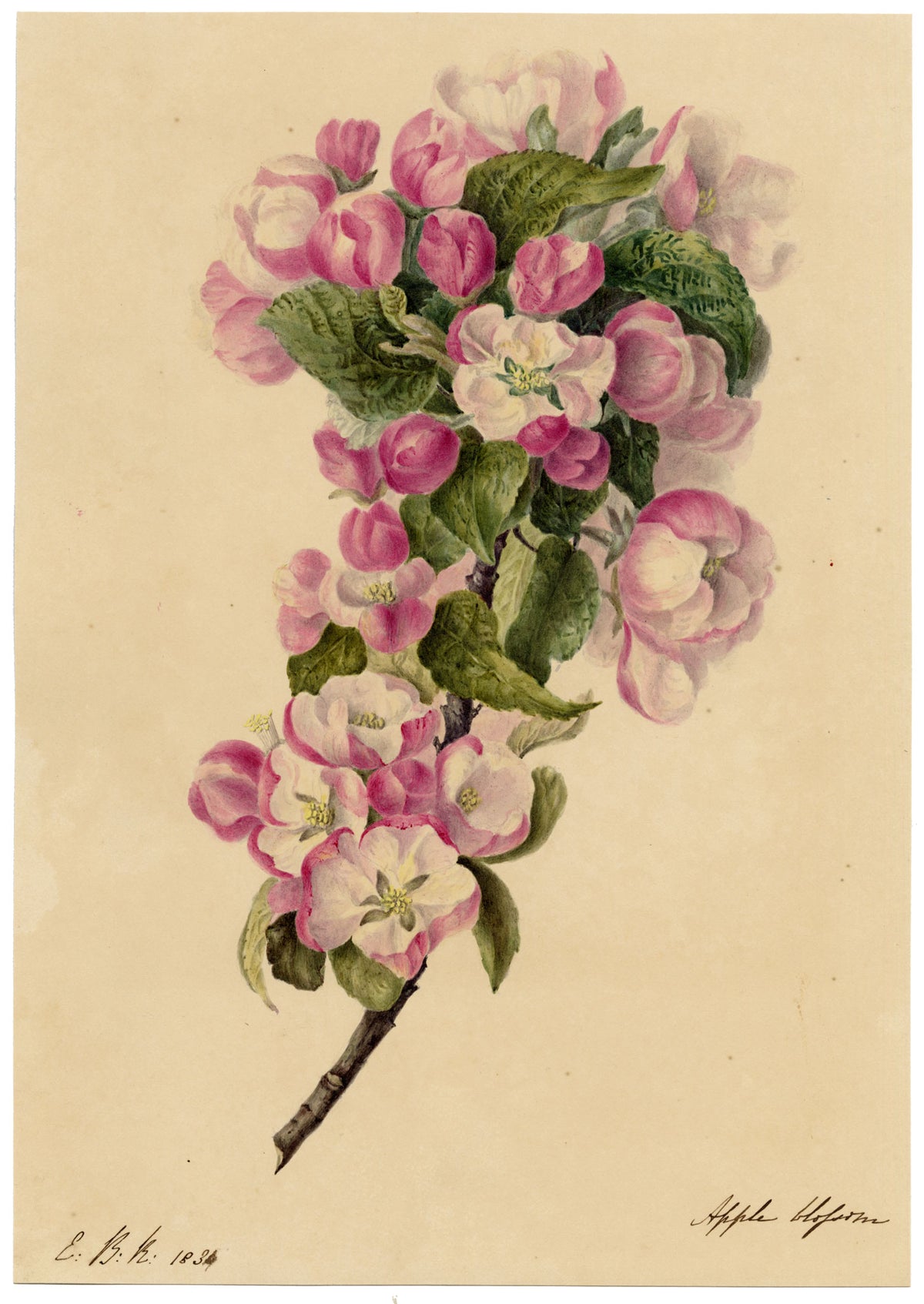 E.B.R., Apple Blossom Branch – 1834 watercolour painting