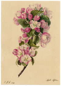 E.B.R., Apple Blossom Branch – 1834 watercolour painting