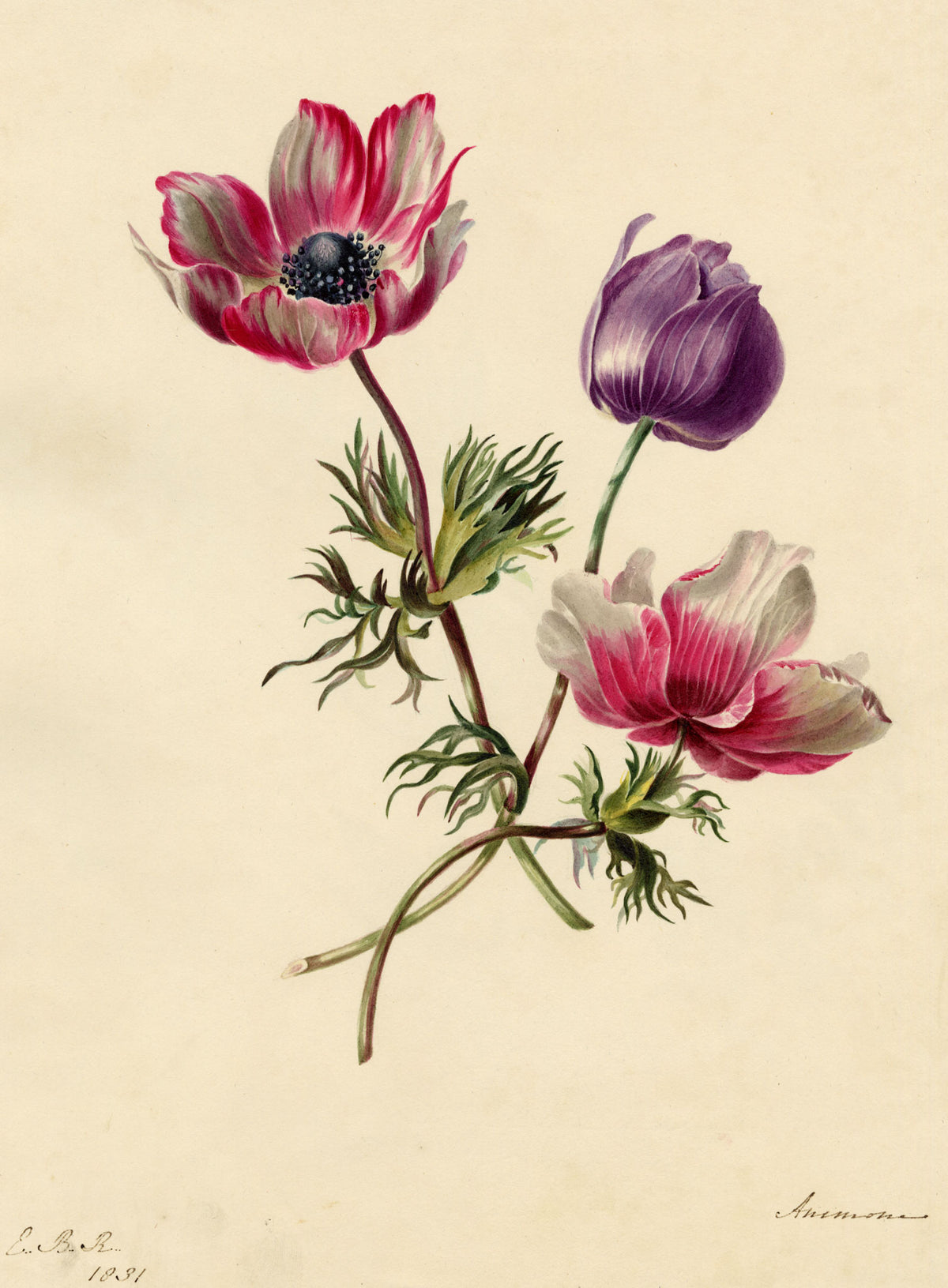 E.B.R., Anemone Flowers – 1831 watercolour painting