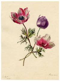 E.B.R., Anemone Flowers – 1831 watercolour painting