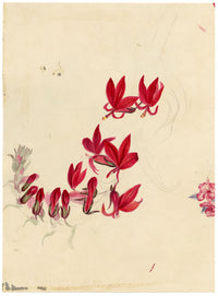 E.B.R., Anemone Flowers – 1831 watercolour painting