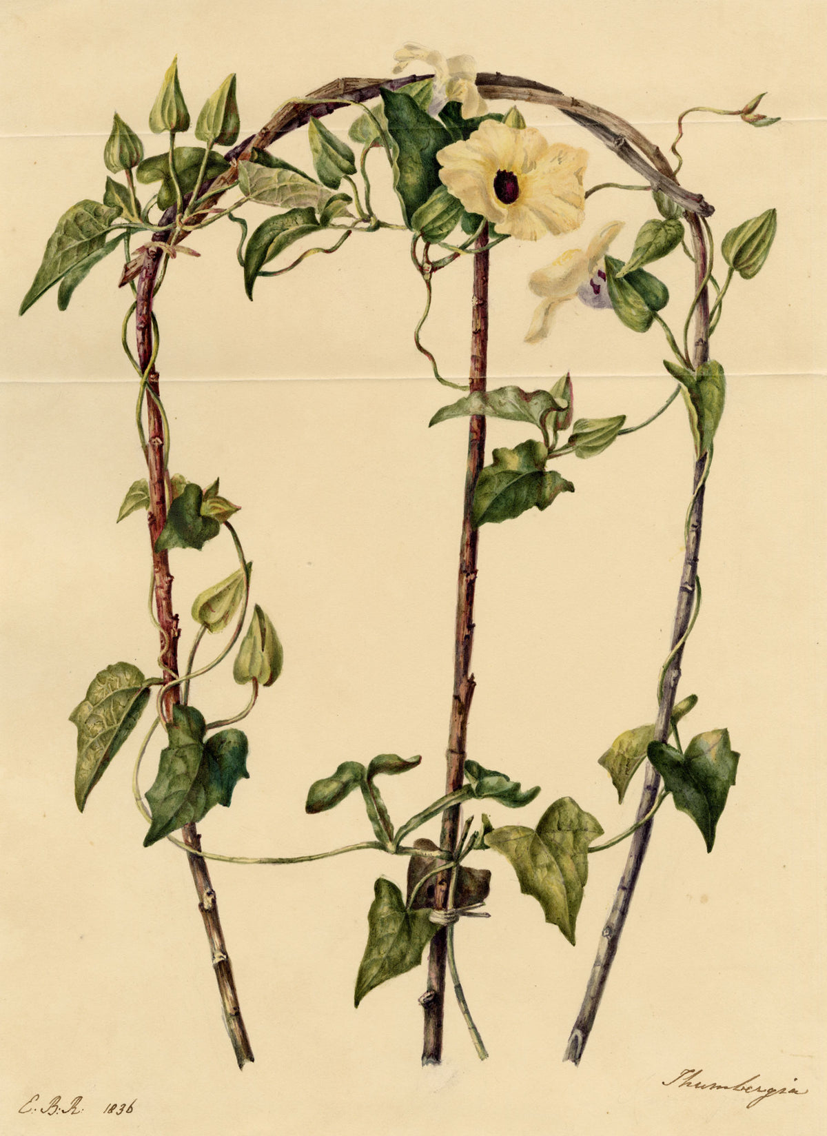 E.B.R., Black Eyed Susan Clockvine (Thunbergia alata) Flower – 1836 watercolour painting