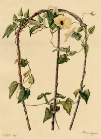 E.B.R., Black Eyed Susan Clockvine (Thunbergia alata) Flower – 1836 watercolour painting