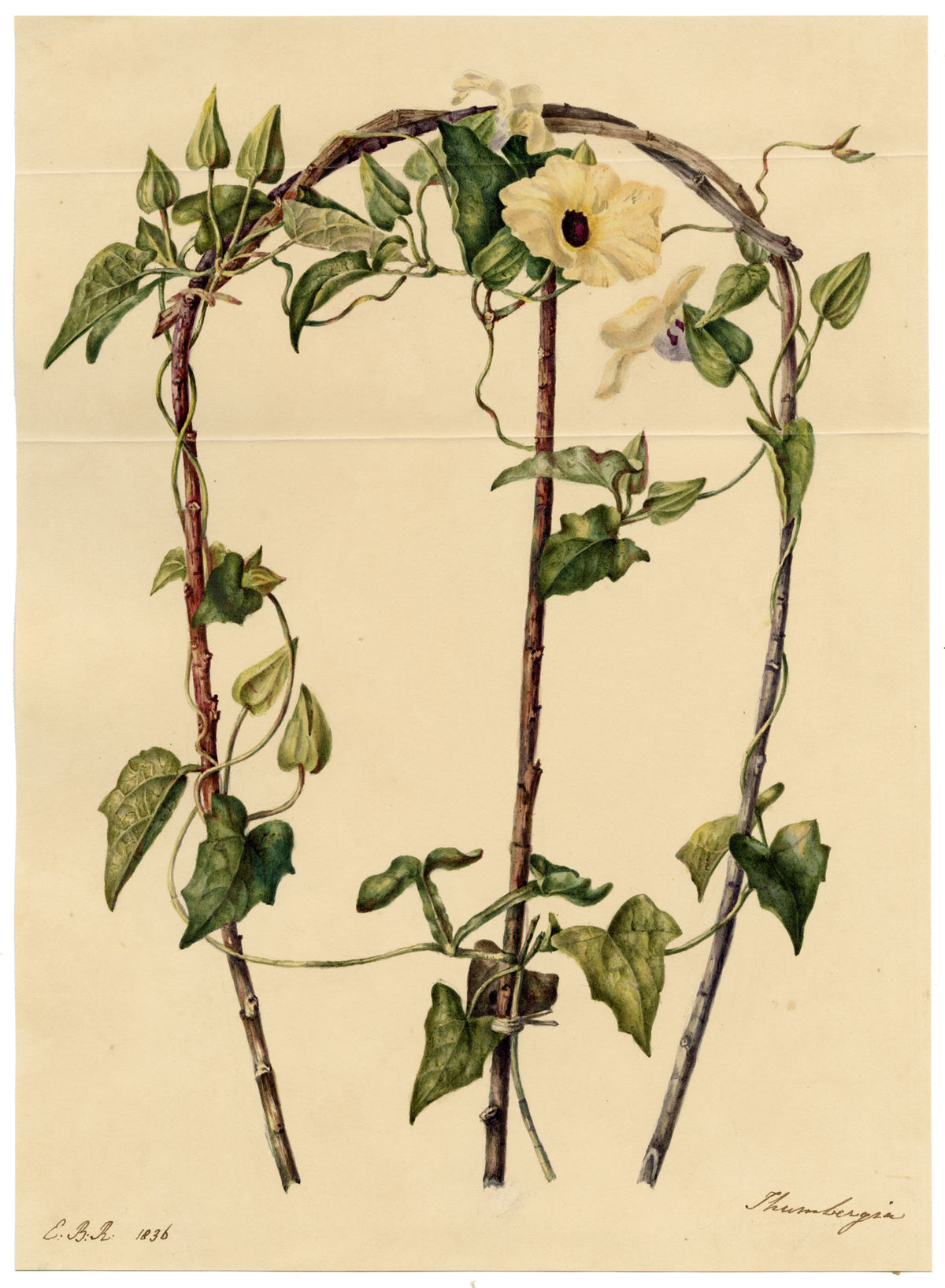 E.B.R., Black Eyed Susan Clockvine (Thunbergia alata) Flower – 1836 watercolour painting