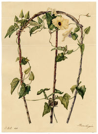 E.B.R., Black Eyed Susan Clockvine (Thunbergia alata) Flower – 1836 watercolour painting