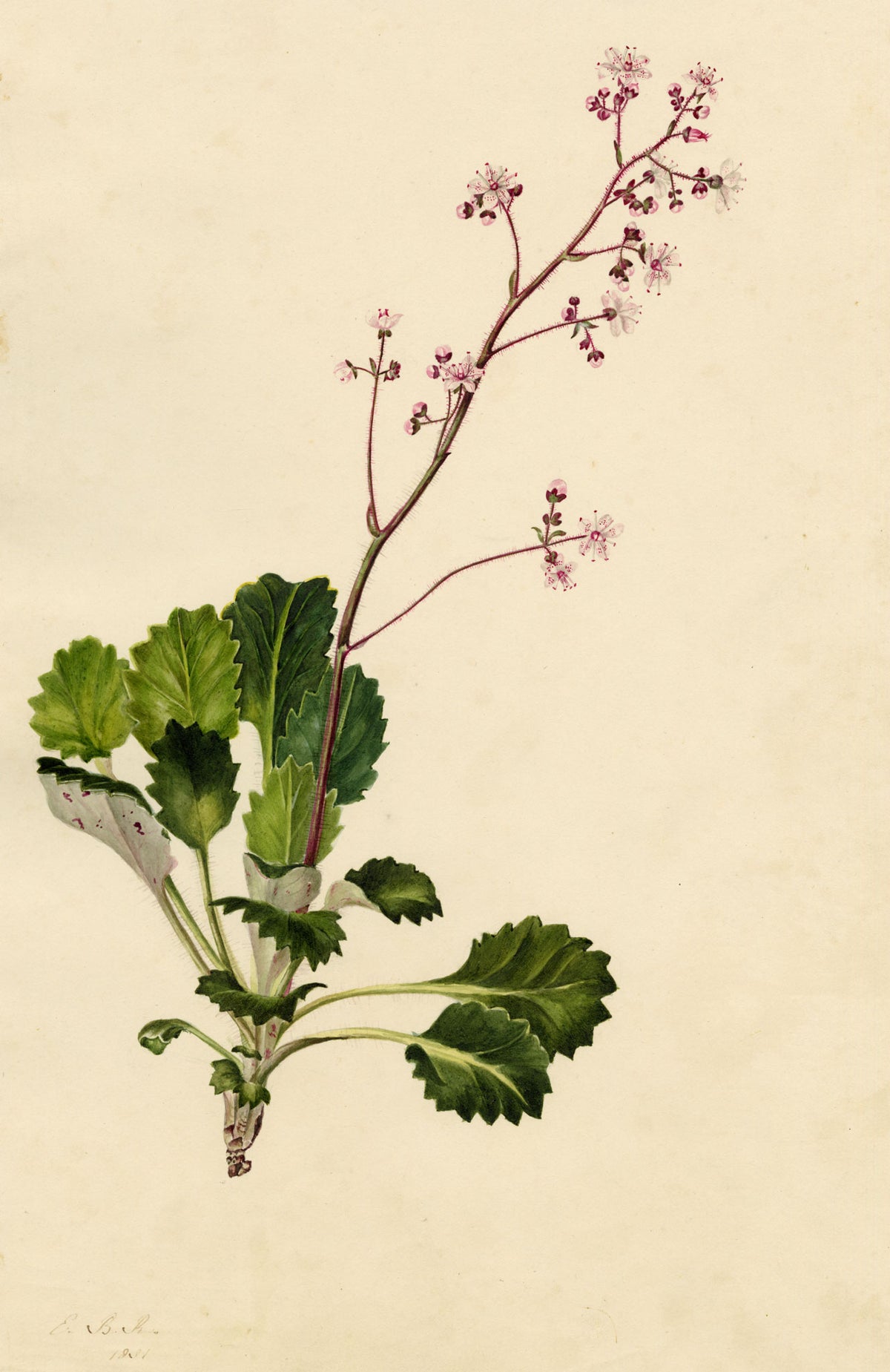 E.B.R., London Pride (Saxifraga Umbrosa) Flower – 1831 watercolour painting