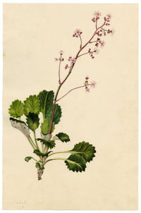 E.B.R., London Pride (Saxifraga Umbrosa) Flower – 1831 watercolour painting