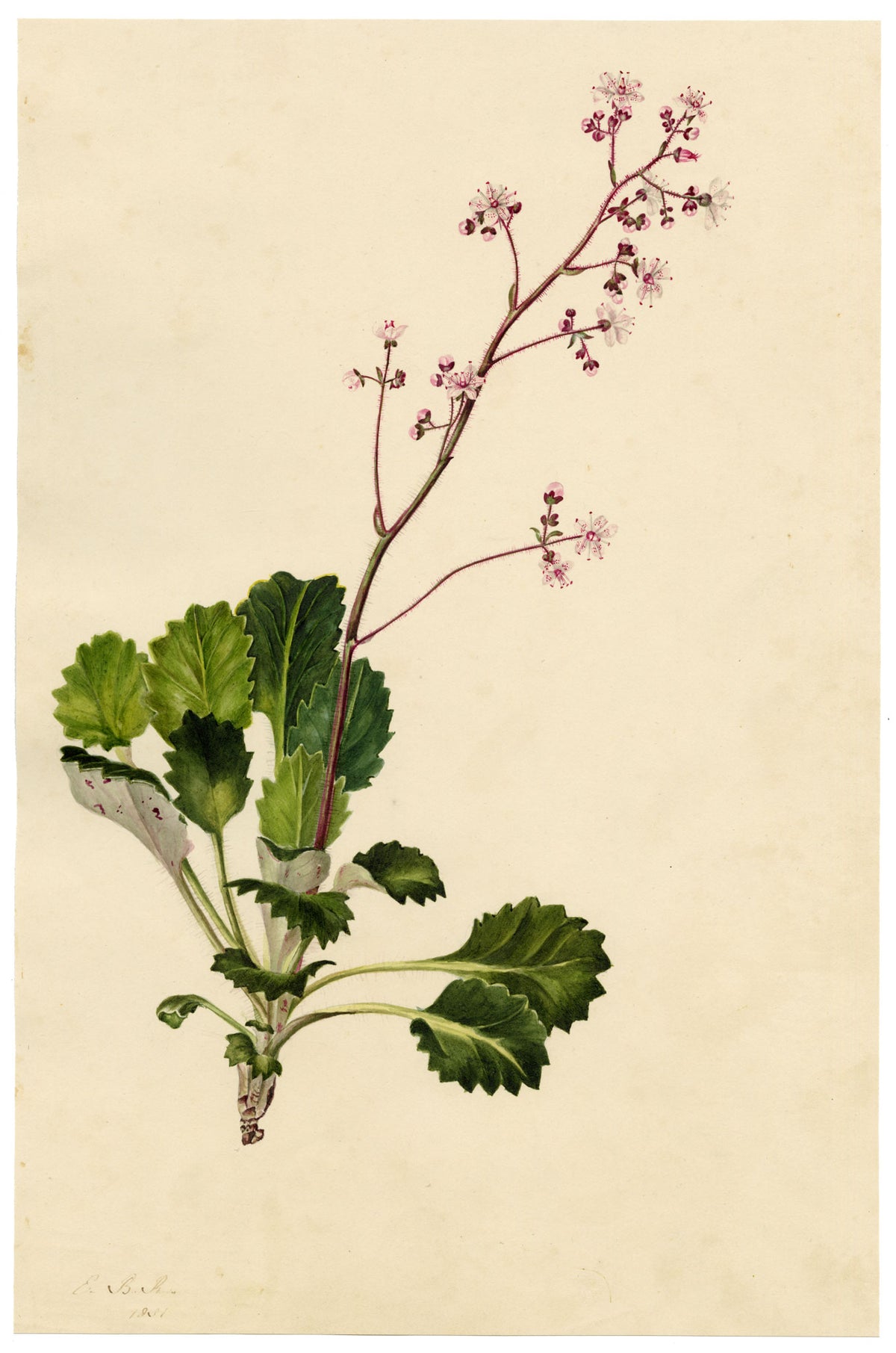 E.B.R., London Pride (Saxifraga Umbrosa) Flower – 1831 watercolour painting
