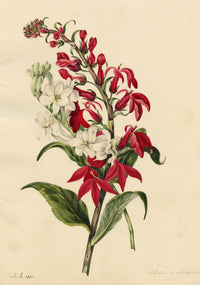 E.B.R., Cardinal (Lobelia cardinalis) & Tuberose Flower – 1831 watercolour painting