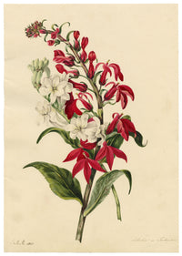 E.B.R., Cardinal (Lobelia cardinalis) & Tuberose Flower – 1831 watercolour painting