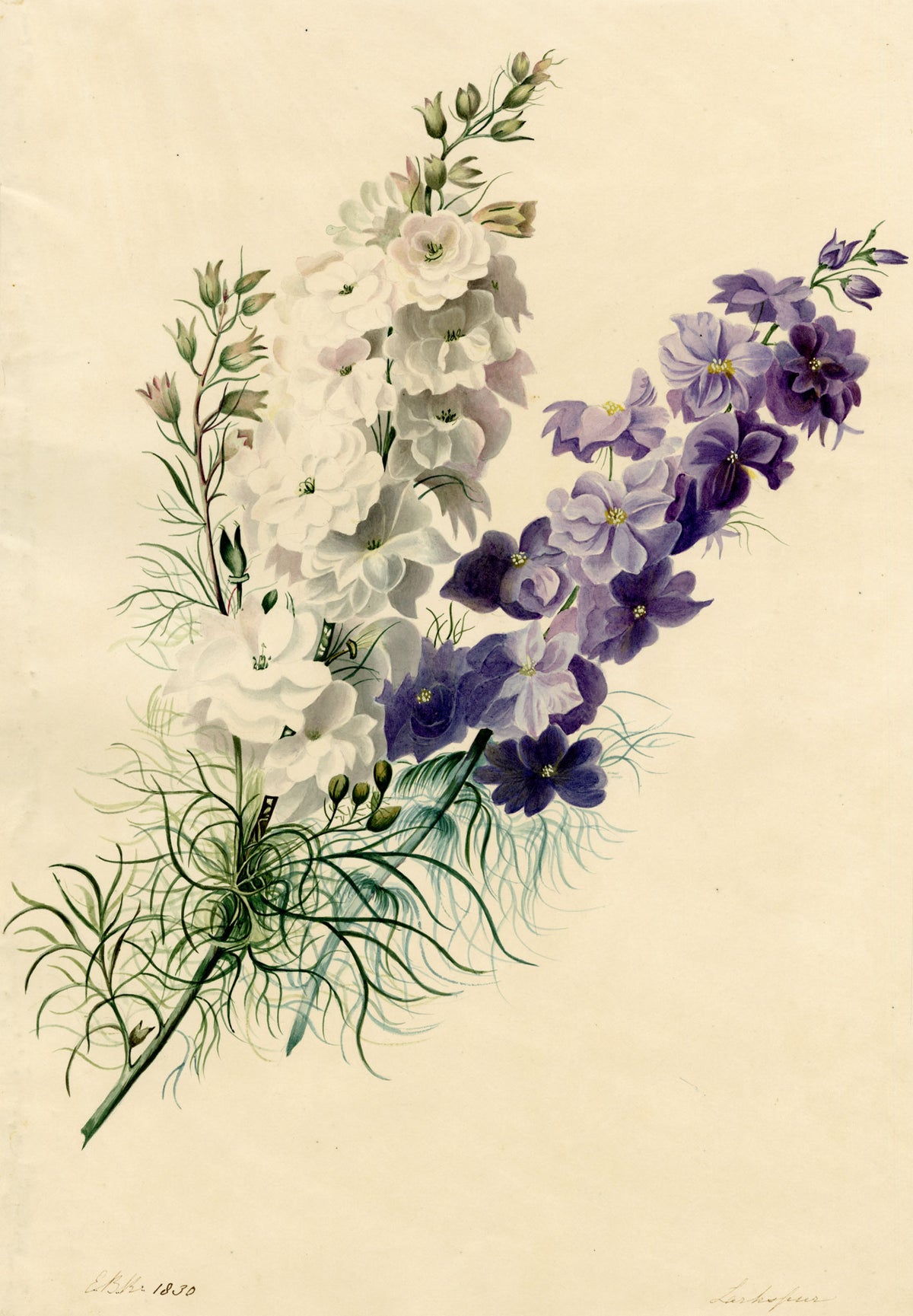 E.B.R., Delphinium (Larkspur) Flower – 1830 watercolour painting