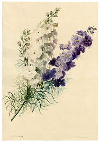 E.B.R., Delphinium (Larkspur) Flower – 1830 watercolour painting