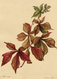 E.B.R., Canadian Vine Virginia Creeper (Parthenocissus quinquefolia) – 1836 watercolour painting