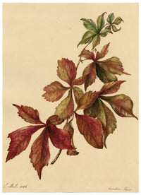 E.B.R., Canadian Vine Virginia Creeper (Parthenocissus quinquefolia) – 1836 watercolour painting