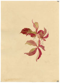 E.B.R., Canadian Vine Virginia Creeper (Parthenocissus quinquefolia) – 1836 watercolour painting