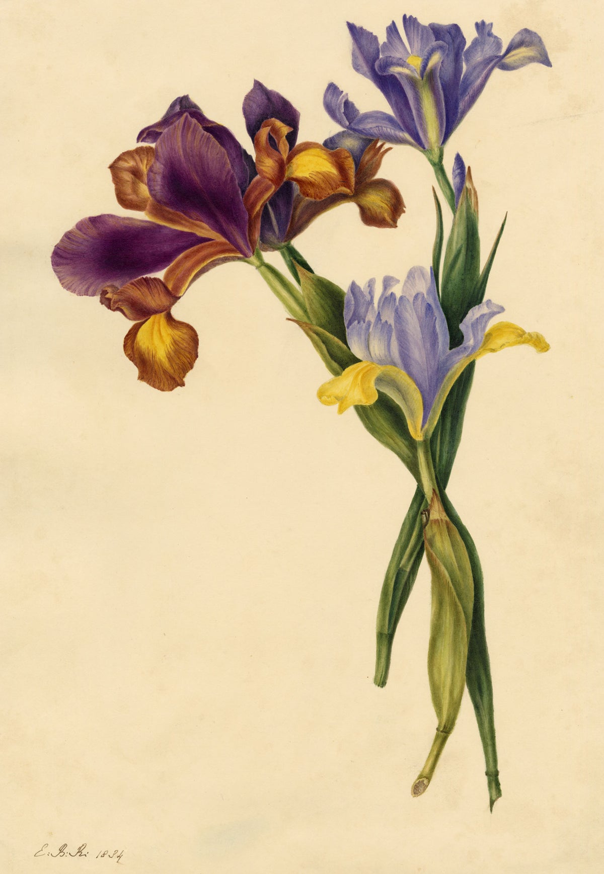E.B.R., Spanish Iris (Iris xiphium) Flower – 1834 watercolour painting