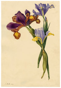 E.B.R., Spanish Iris (Iris xiphium) Flower – 1834 watercolour painting