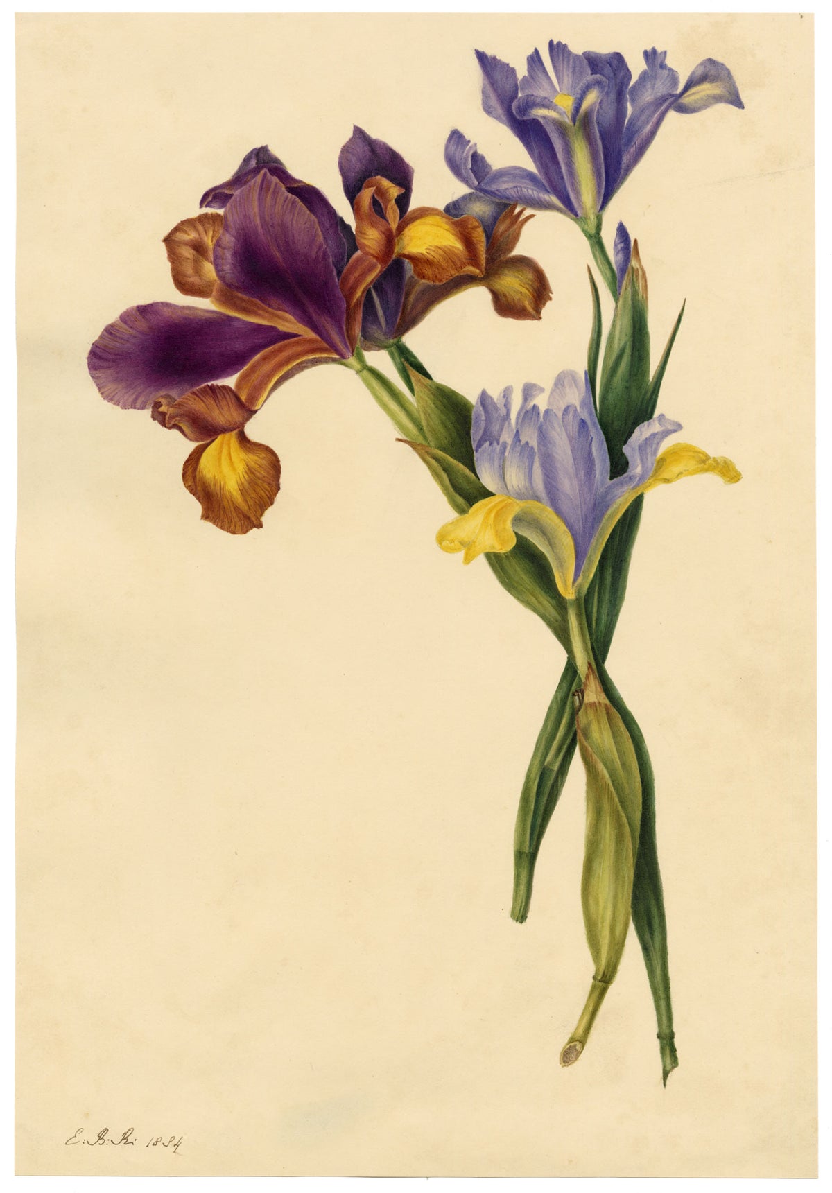 E.B.R., Spanish Iris (Iris xiphium) Flower – 1834 watercolour painting