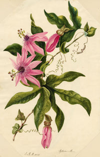 E.B.R., Passion Flower (Passiflora) – 1832 watercolour painting