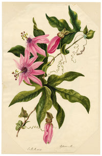 E.B.R., Passion Flower (Passiflora) – 1832 watercolour painting