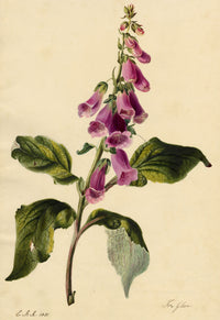 E.B.R., Foxglove (Digitalis) Flower – 1831 watercolour painting