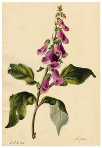 E.B.R., Foxglove (Digitalis) Flower – 1831 watercolour painting