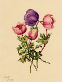 E.B.R., Poppy Anemone (Anemone coronaria) Flower – 1832 watercolour painting