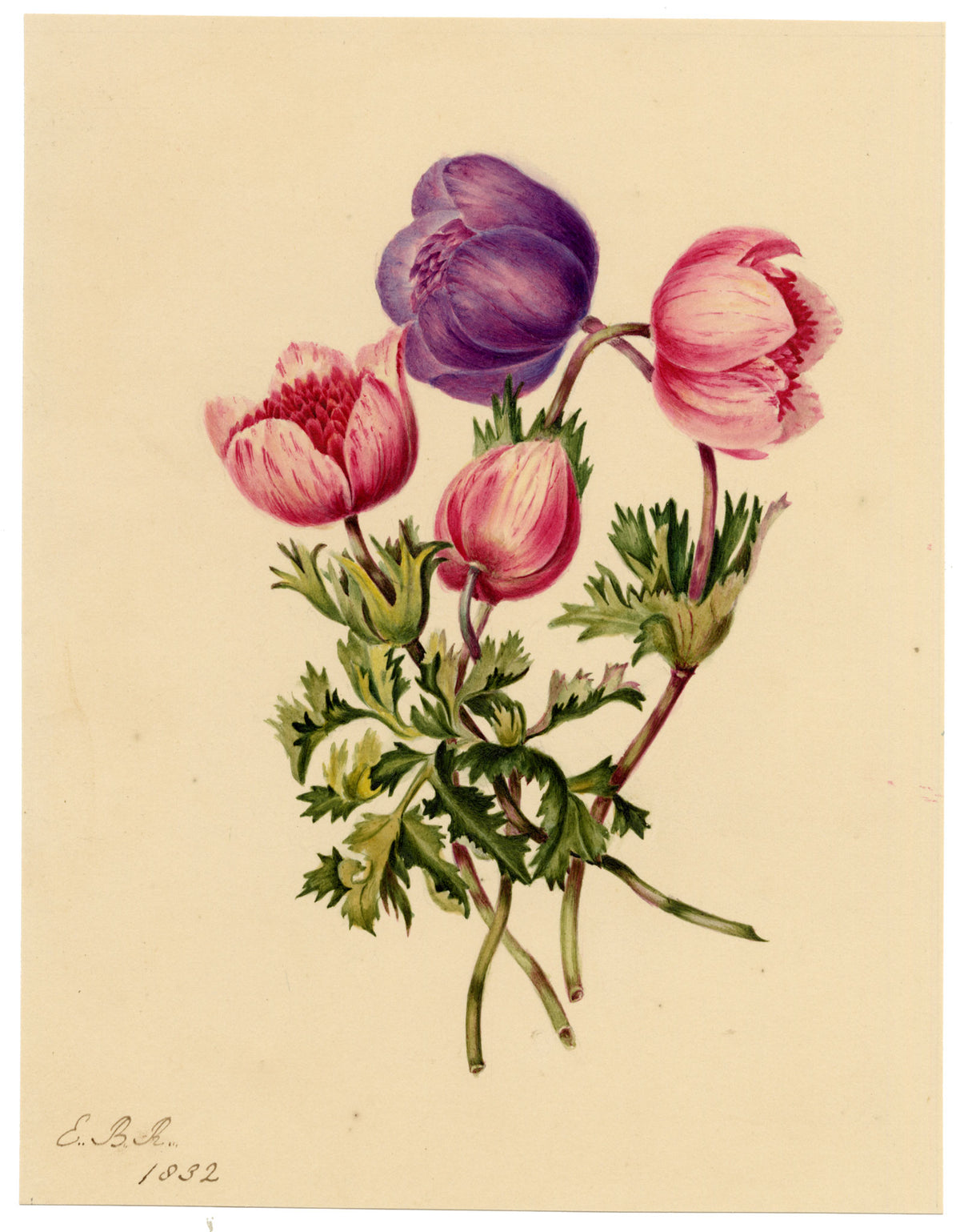 E.B.R., Poppy Anemone (Anemone coronaria) Flower – 1832 watercolour painting