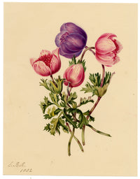 E.B.R., Poppy Anemone (Anemone coronaria) Flower – 1832 watercolour painting