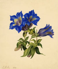 E.B.R., Gentian (Gentiana acaulis) Flower – 1834 watercolour painting