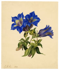E.B.R., Gentian (Gentiana acaulis) Flower – 1834 watercolour painting