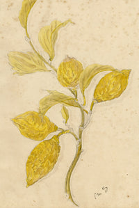 Constance Maria Stopford née Hammersley, Corsican Citron Cedrat Fruit Study, French Riviera – 1880s watercolour painting