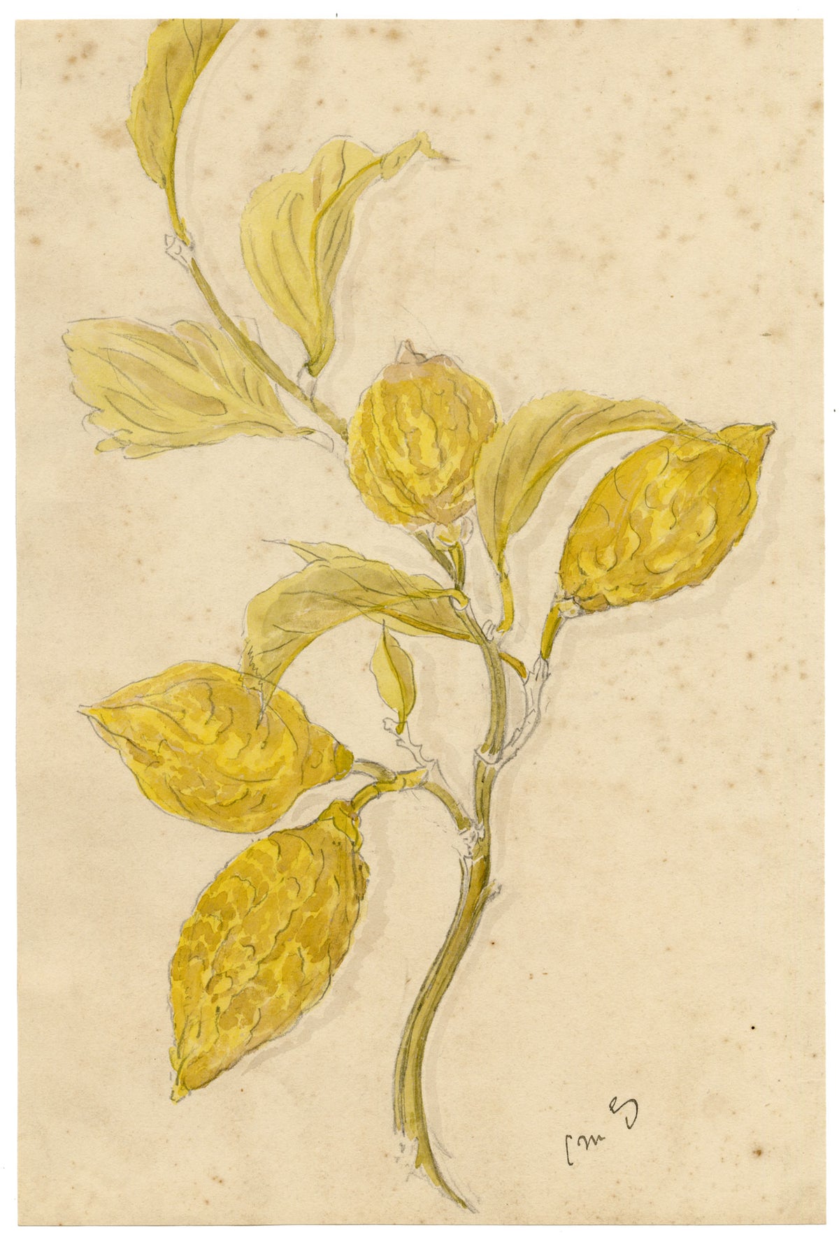 Constance Maria Stopford née Hammersley, Corsican Citron Cedrat Fruit Study, French Riviera – 1880s watercolour painting